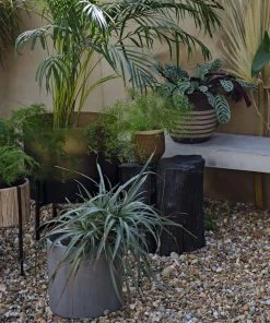 French Connection Concrete Cylinder Planter Home Accessories