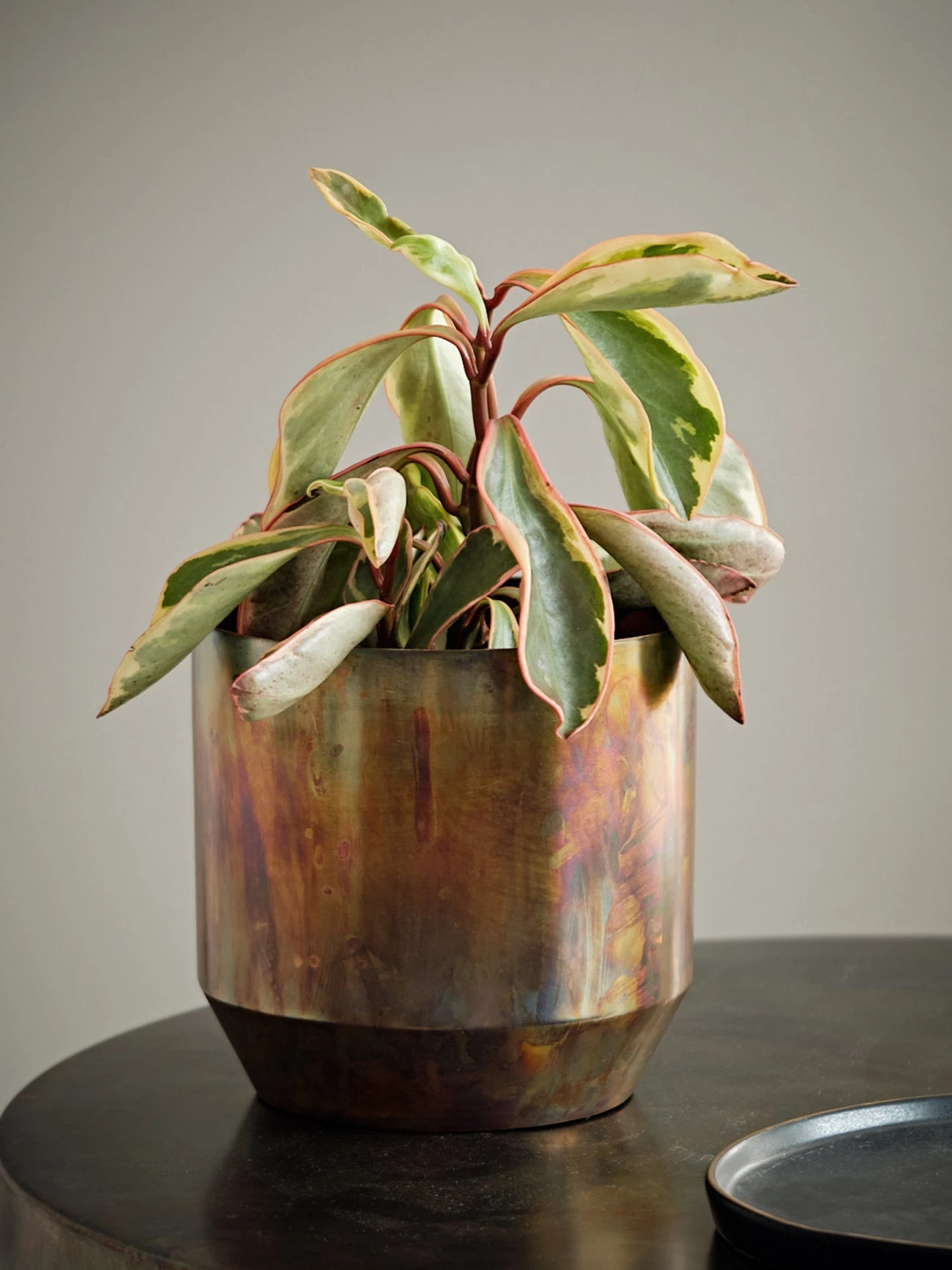 French Connection New In Medium Antique Planter 4 French Connection New In Medium Antique Planter